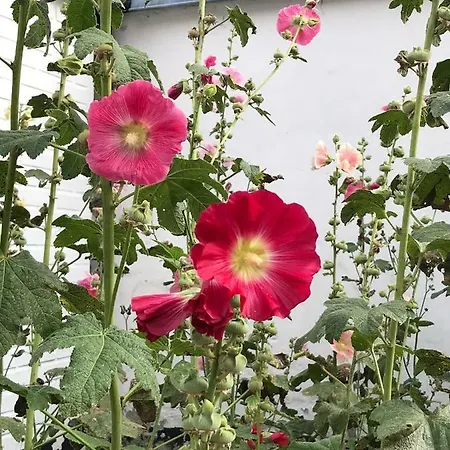 Gæstehus Ibsens Gaard Ebeltoft