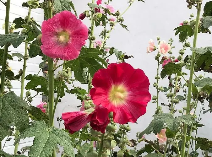 Gæstehus Ibsens Gaard Ebeltoft